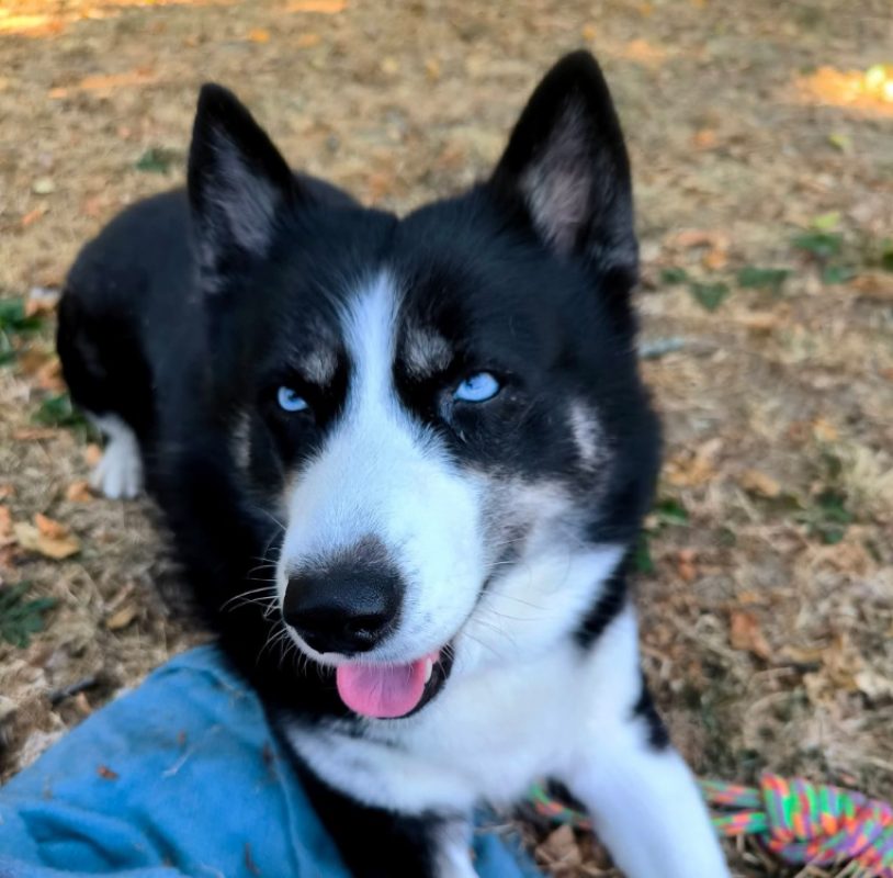 Luna - Chien Husky Sibérien à adopter - photo 4