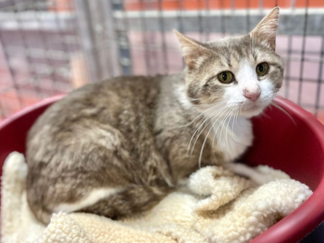 Nejhi - Chat Européen à adopter