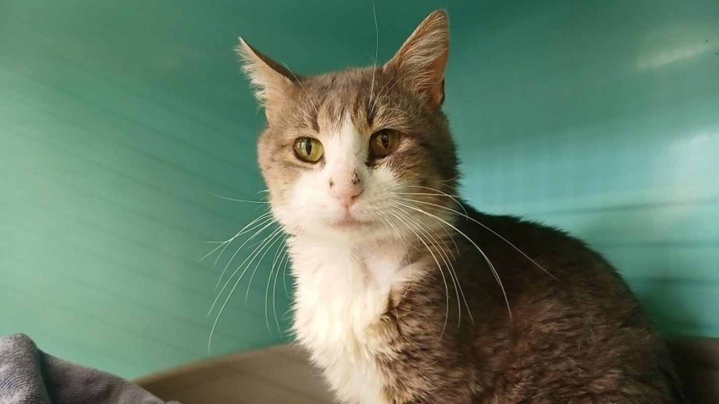 Nejhi - Chat Européen à adopter - photo 2
