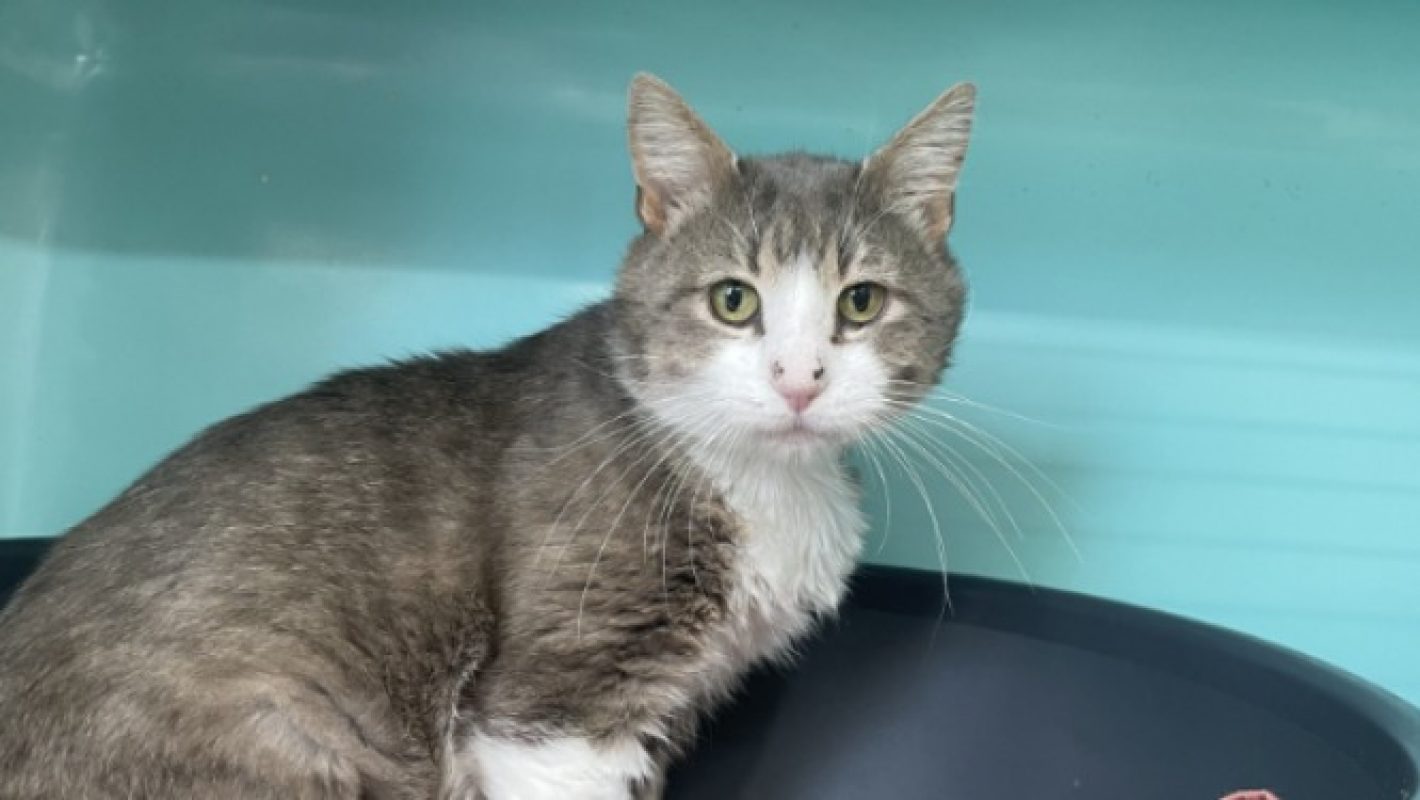 Nejhi - Chat Européen à adopter - photo 3