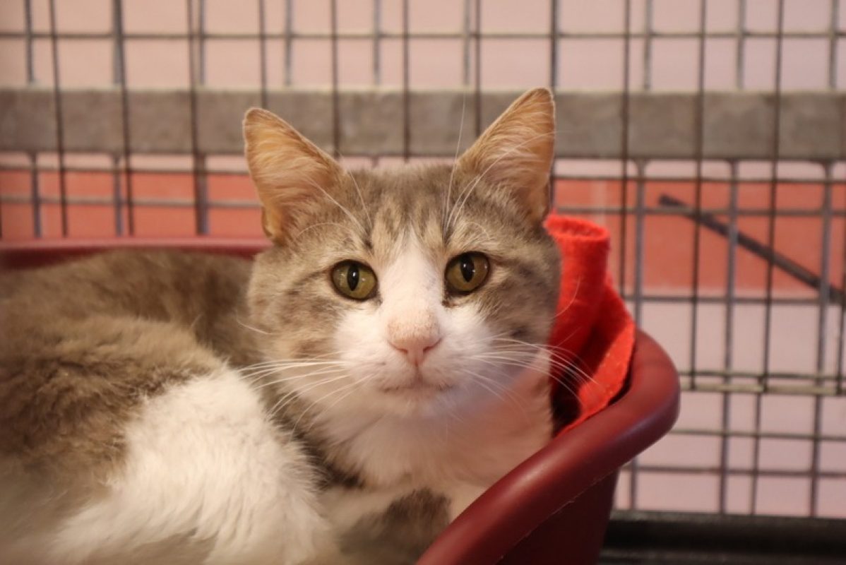 Nejhi - Chat Européen à adopter