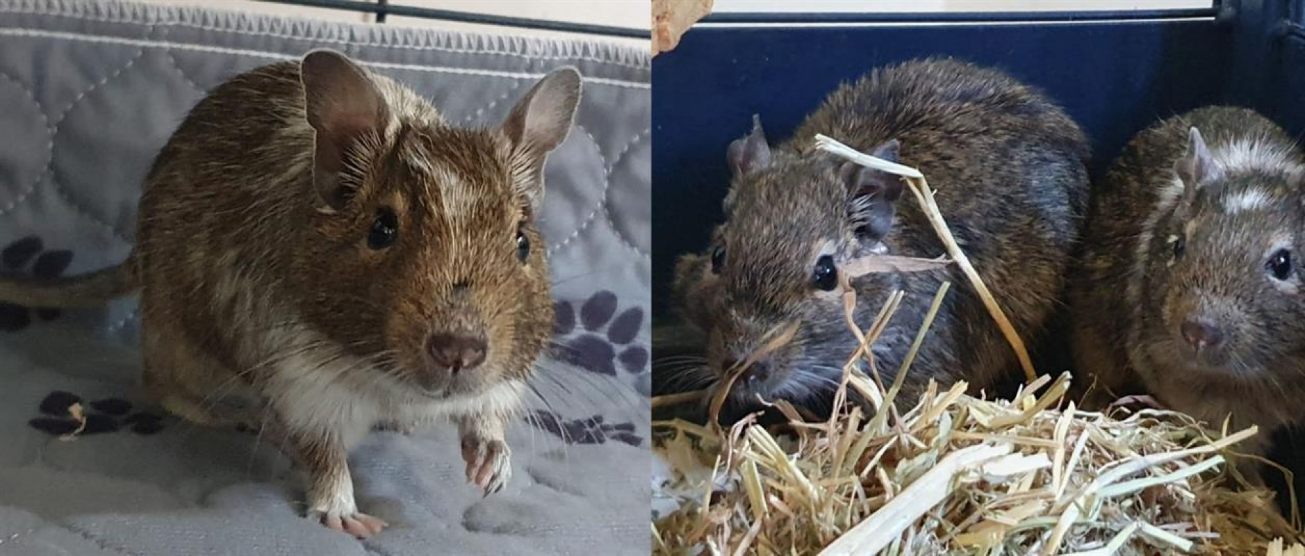 Photo #2 de Feufolette