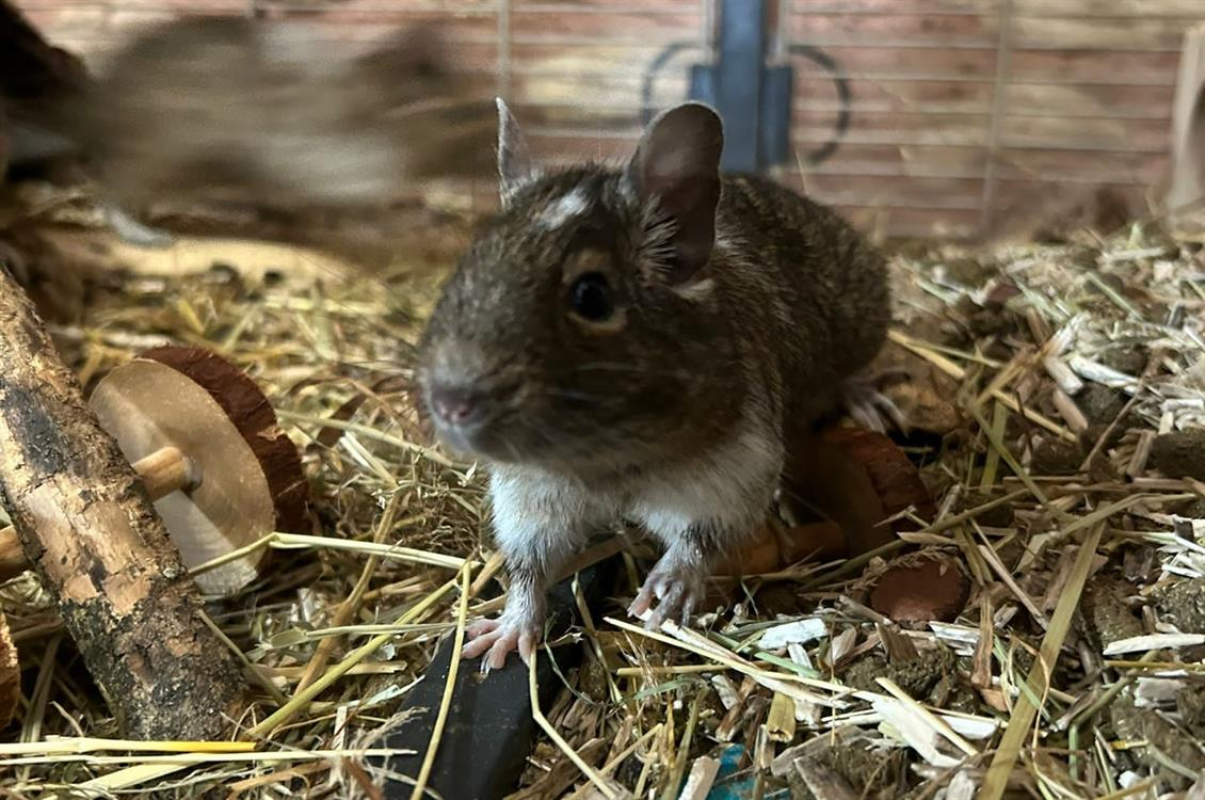 Photo #2 de Feufolette