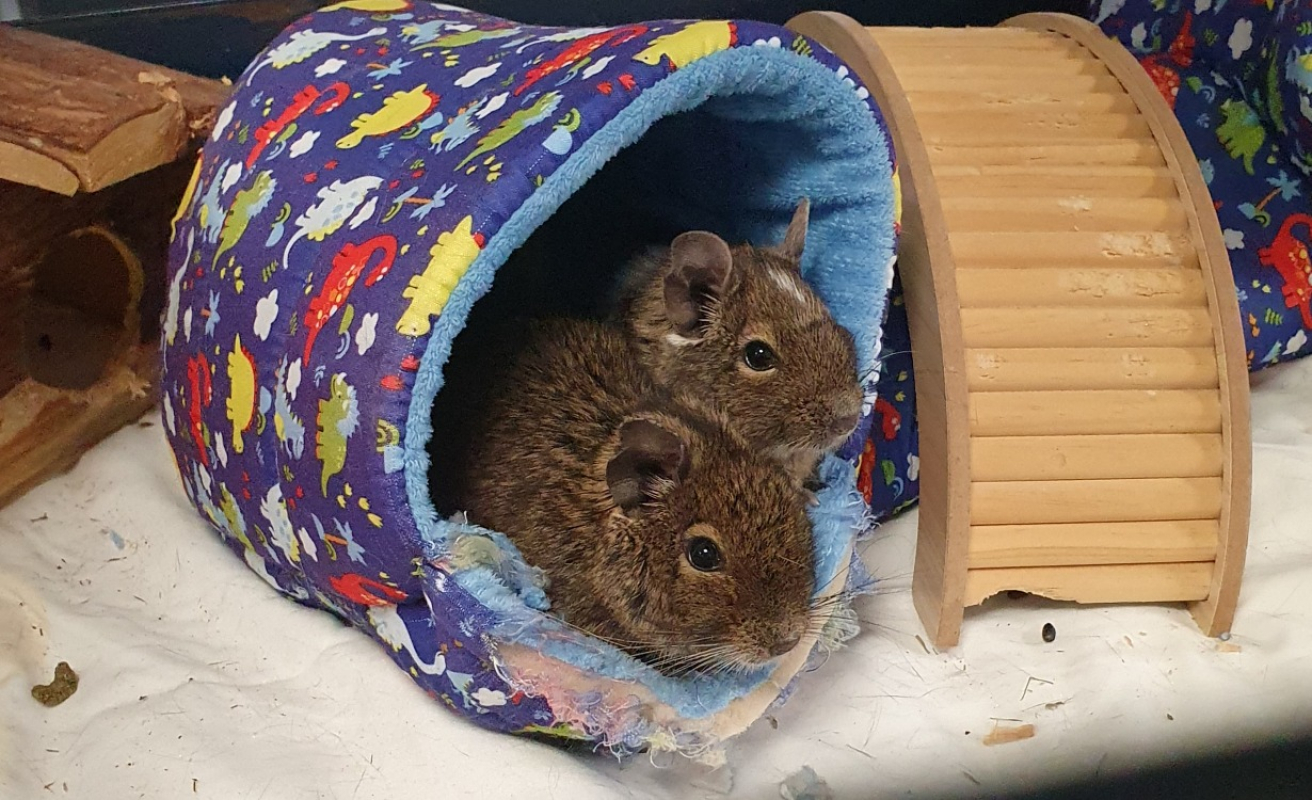 Photo #3 de Feufolette