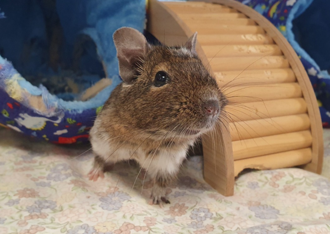 Photo #4 de Feufolette