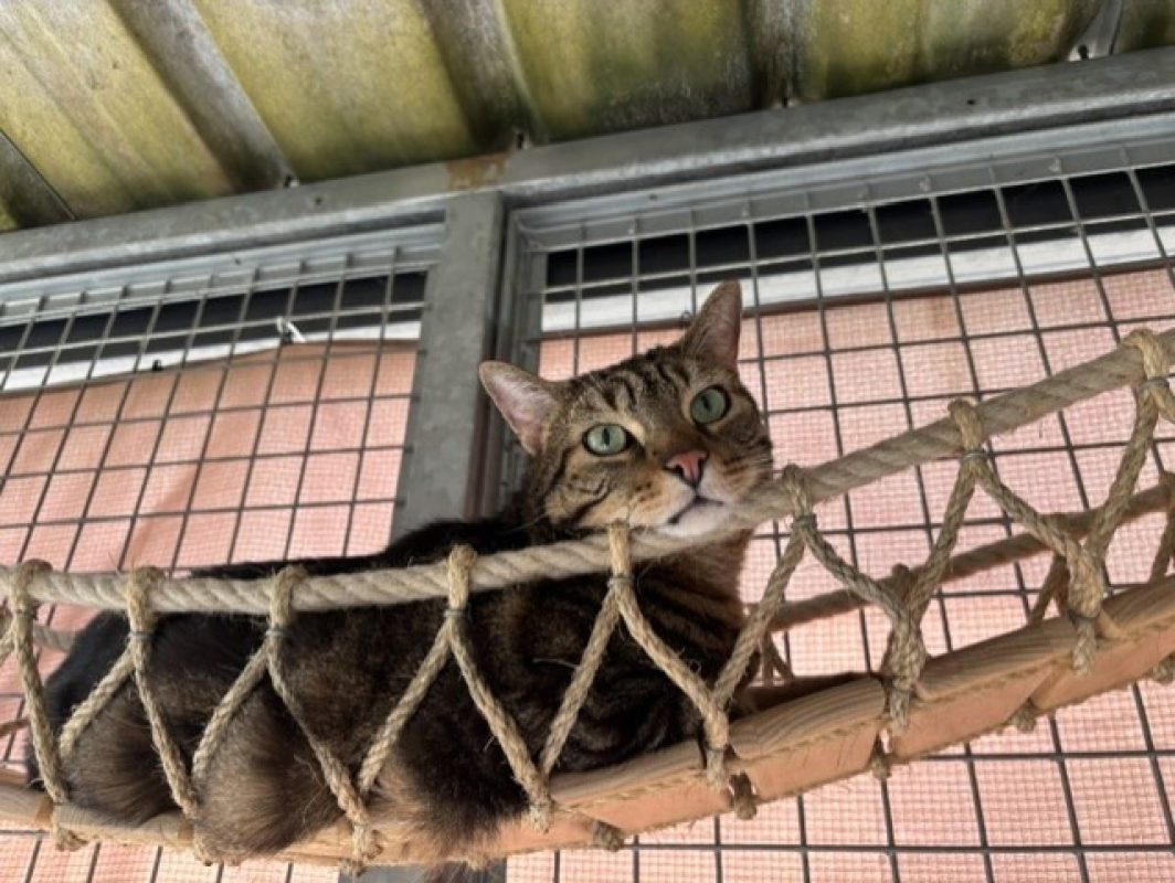 Guizmo - Chat Européen à adopter