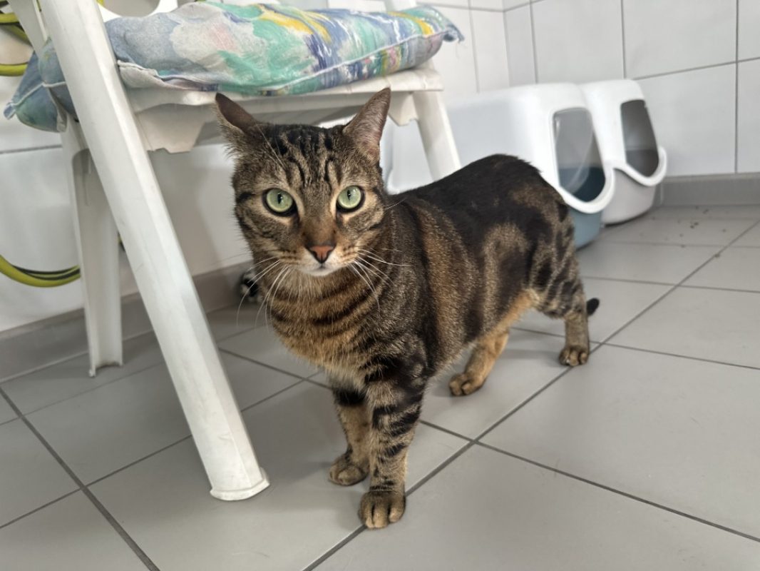 Guizmo - Chat Européen à adopter - photo 2