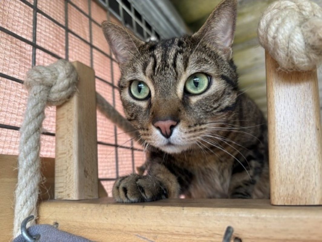 Guizmo - Chat Européen à adopter - photo 3