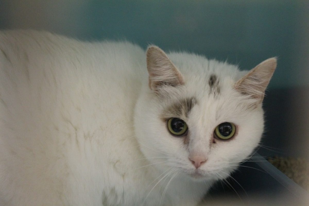 Miblanche - Chat Européen à adopter