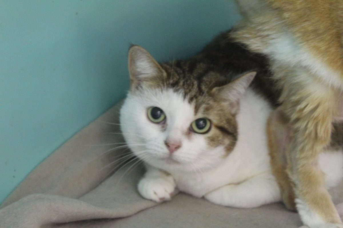 Migrise - Chat Européen à adopter
