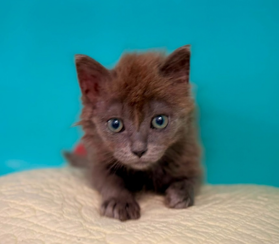 Tarzane - Chat Européen à adopter
