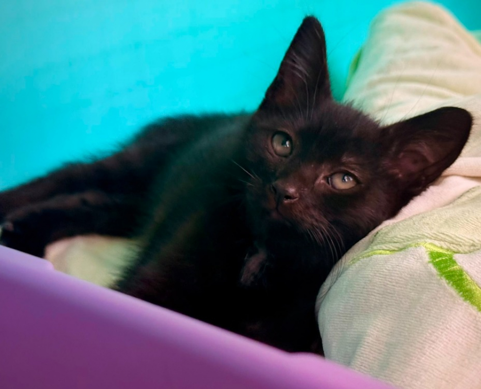 Speedy - Chat Européen à adopter