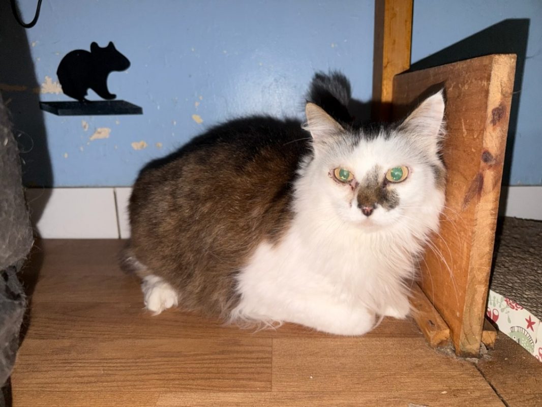 Louzac - Chat Européen à adopter