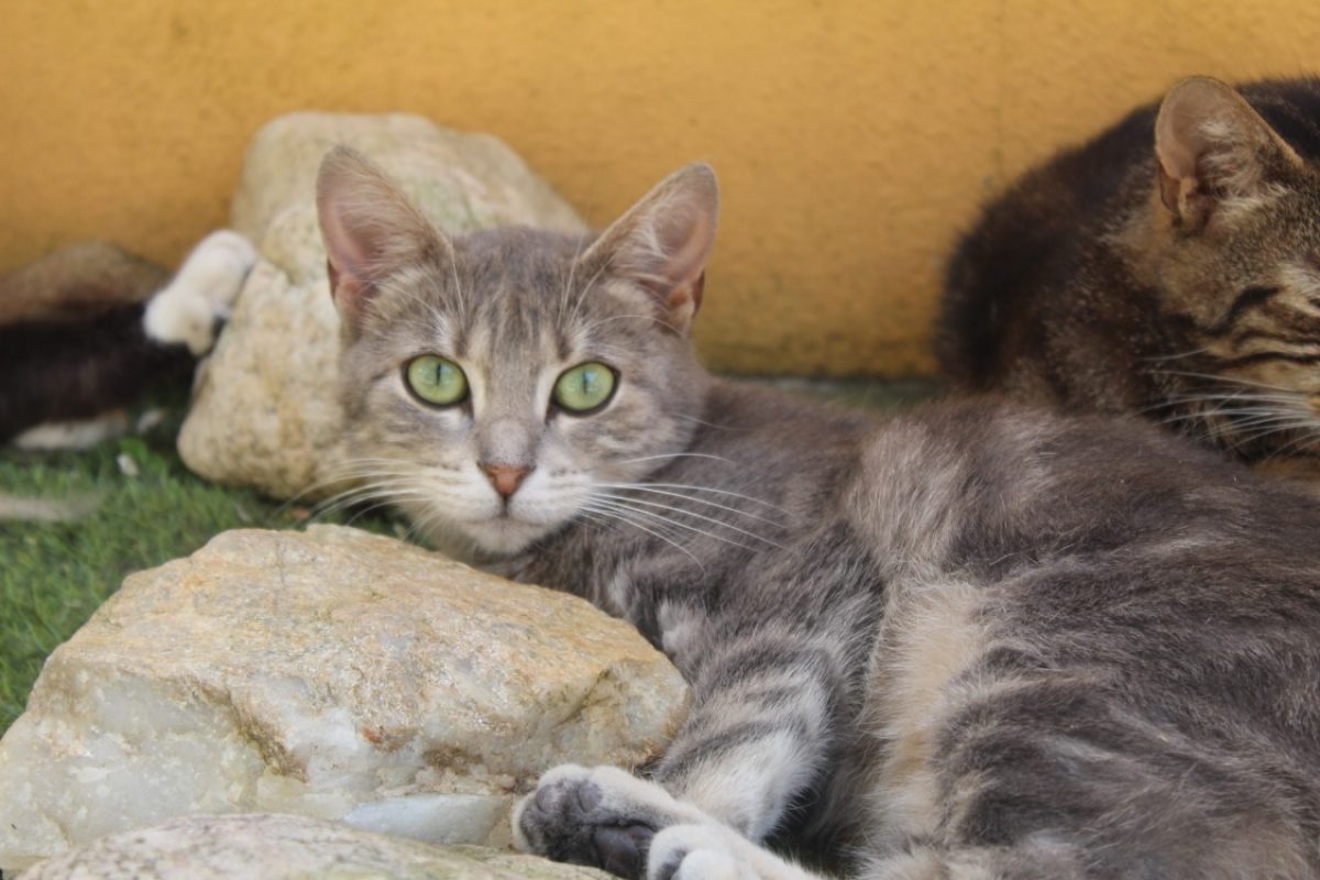 Bruce - Chat Européen à adopter