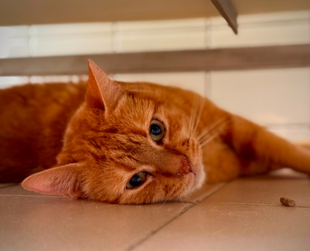 Django - Chat Européen à adopter