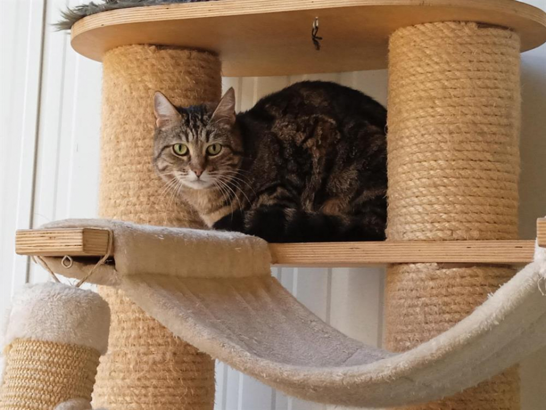 Photo de Pimprenelle