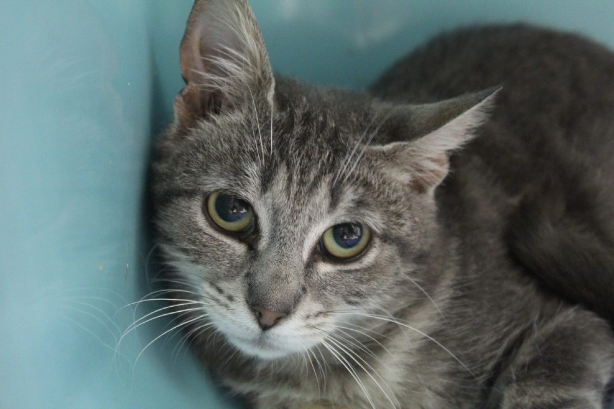 Bruni - Chat Européen à adopter