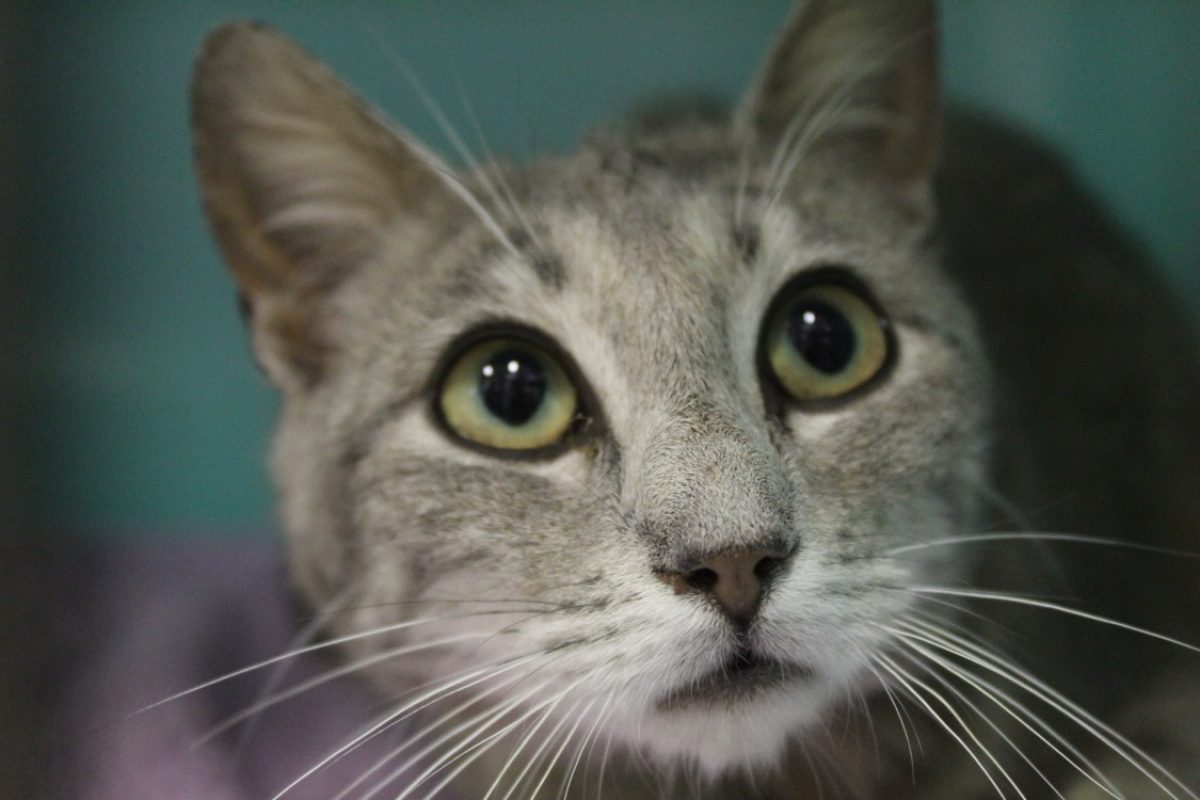Bernis - Chat Européen à adopter - photo 2