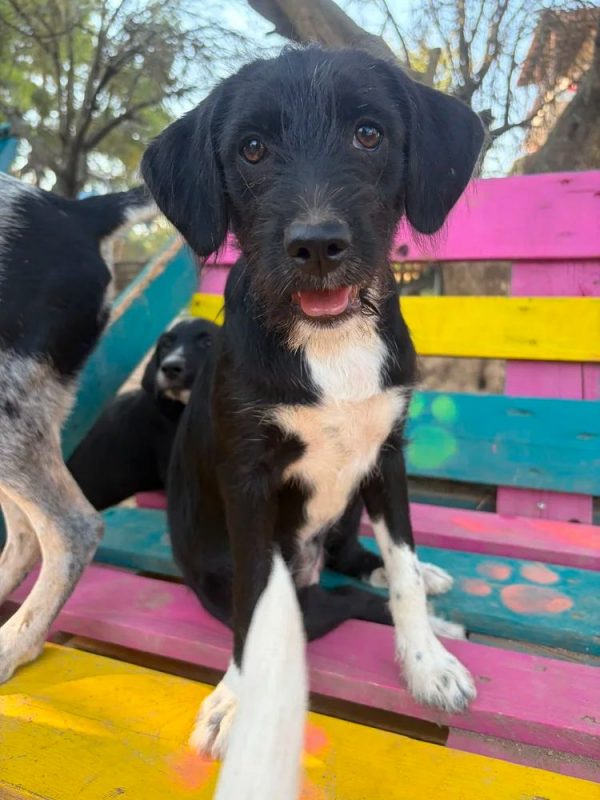 Phoebe - Chien à adopter - photo 3