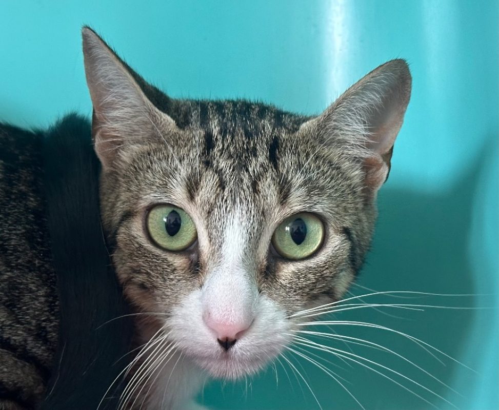 Hyacinthe - Chat Européen à adopter