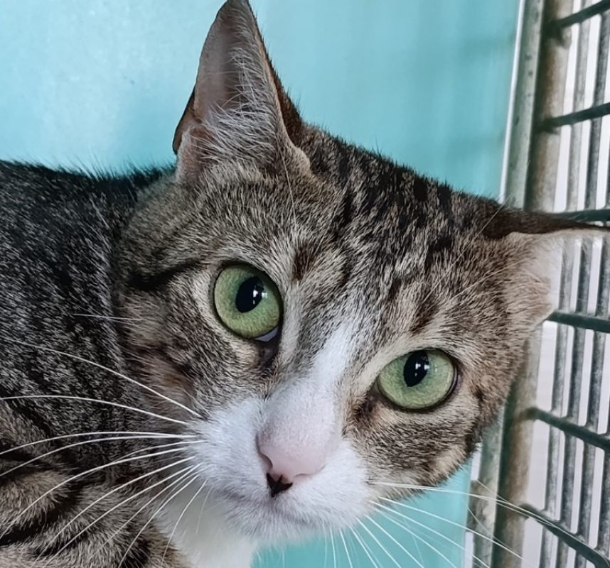 Hyacinthe - Chat Européen à adopter - photo 2
