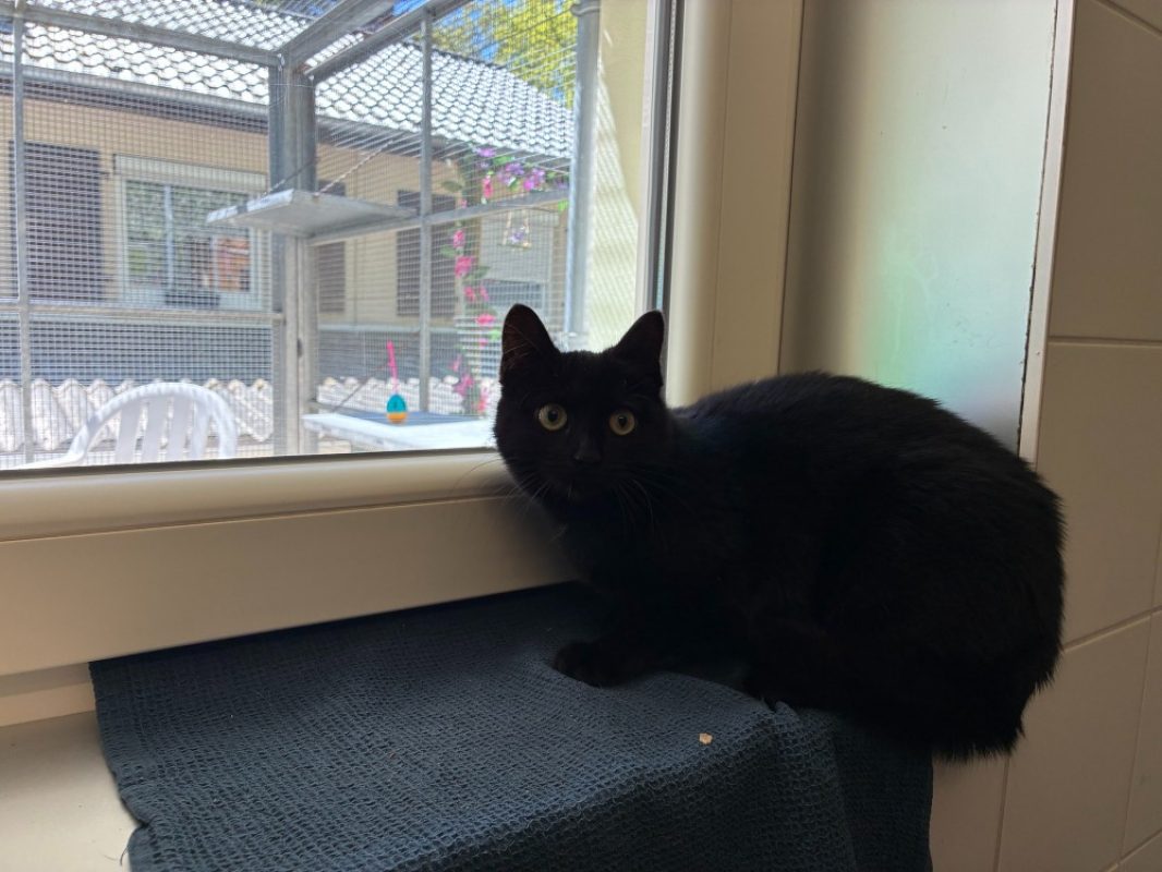 Rio - Chat Européen à adopter