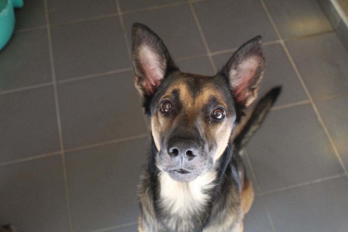 Tayson - Chien Berger à adopter