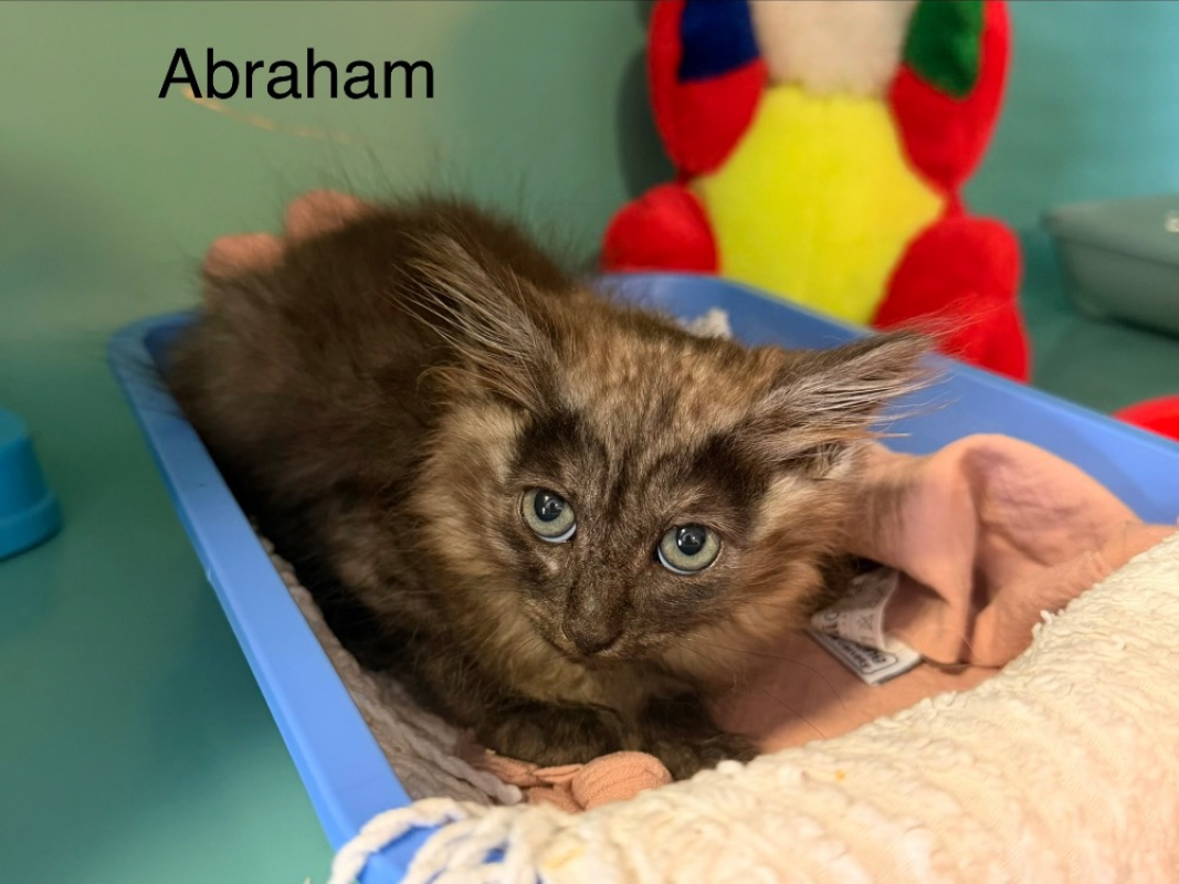 Photo de Abraham