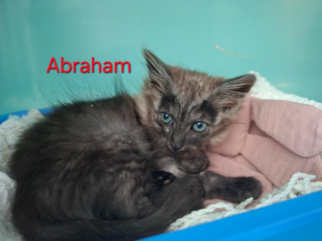 Photo de Abraham
