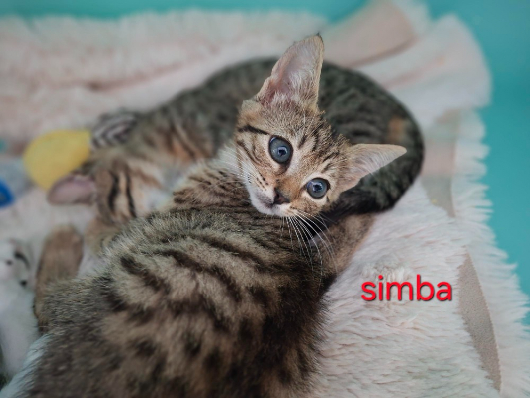 Photo de Simba