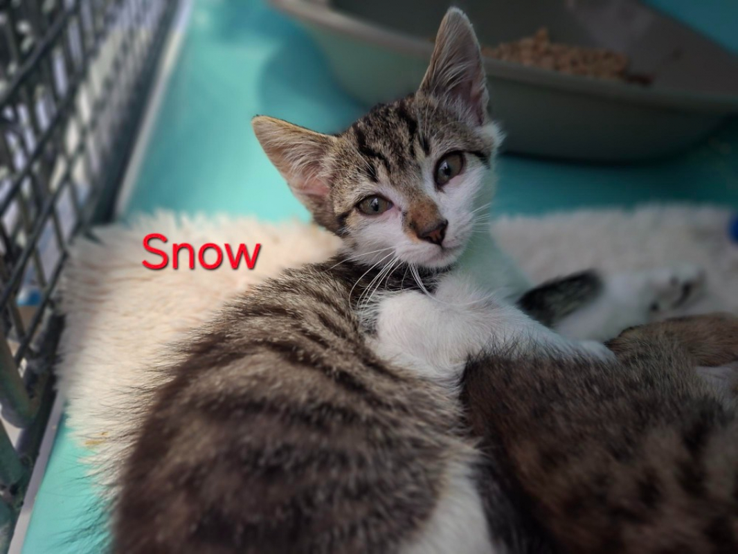 Photo de Snow