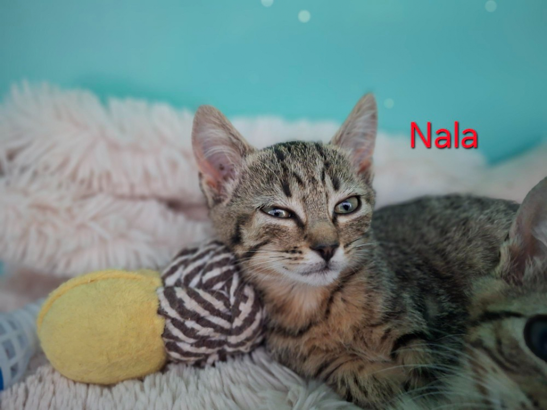 Photo de Nala