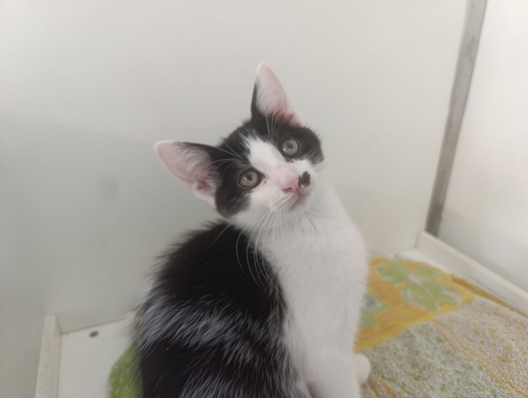 Photo de Chorizo