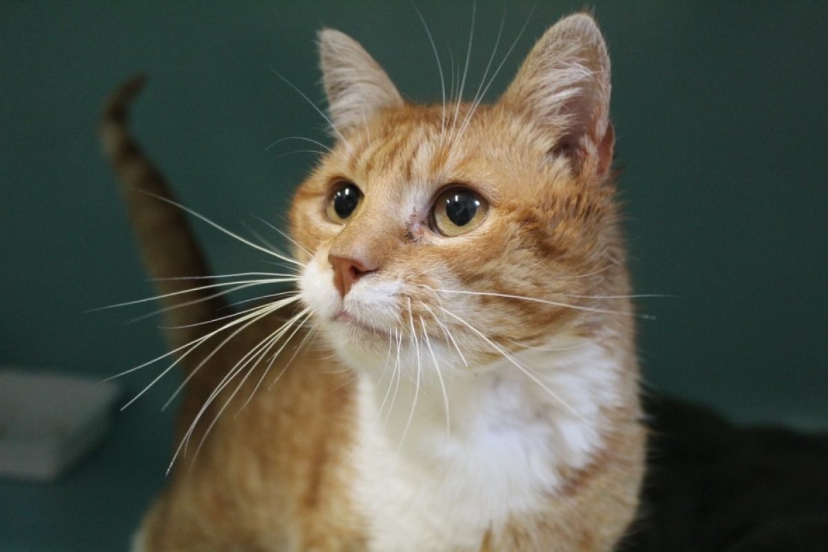 Brooklyn - Chat Européen à adopter