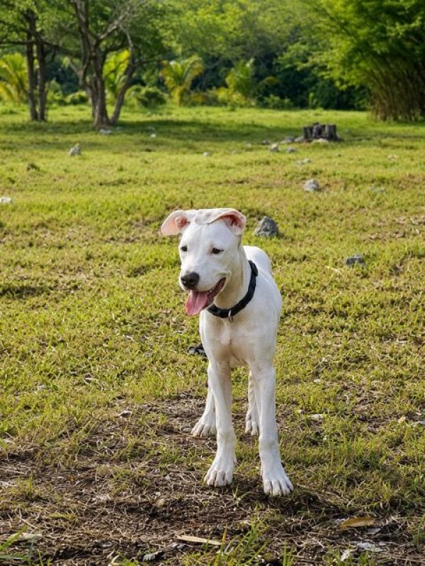YUKEE - Chien à adopter - photo 2