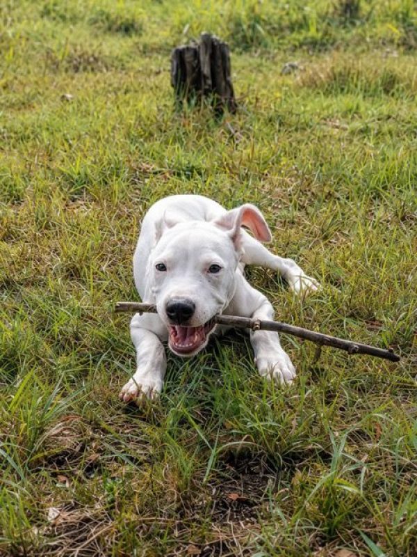 YUKEE - Chien à adopter - photo 4