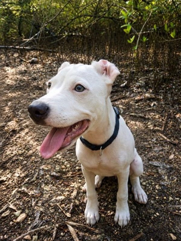YUKEE - Chien à adopter - photo 7