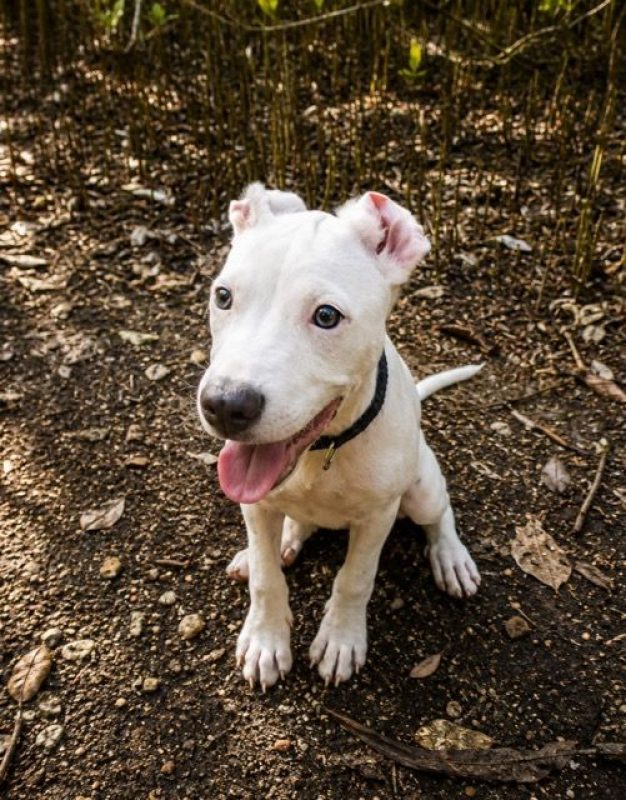 YUKEE - Chien à adopter - photo 6