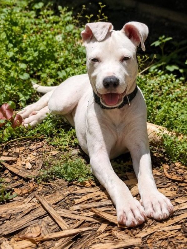 YUKEE - Chien à adopter