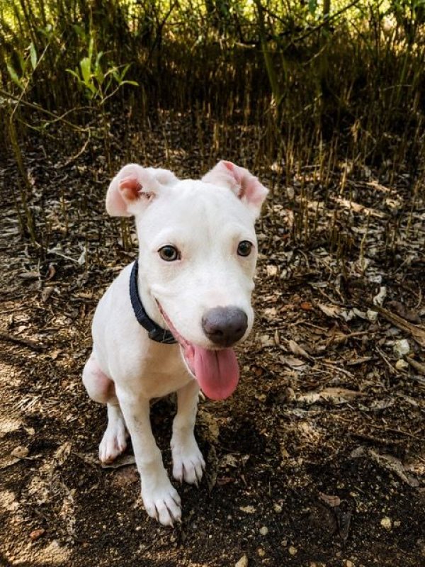 YUKEE - Chien à adopter - photo 3