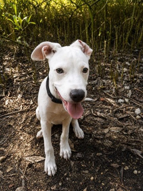 YUKEE - Chien à adopter - photo 5