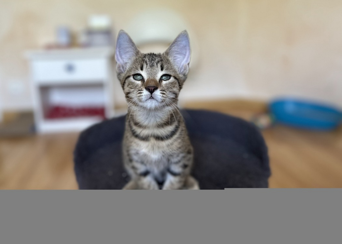 Photo de Berlioz