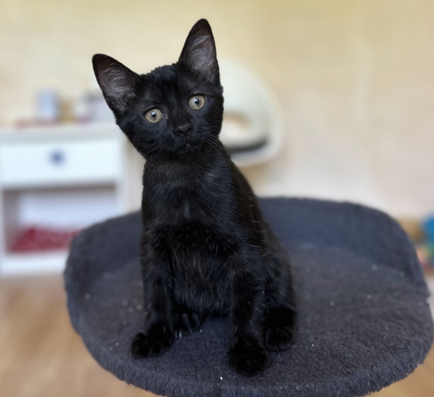 Photo de Tigrette