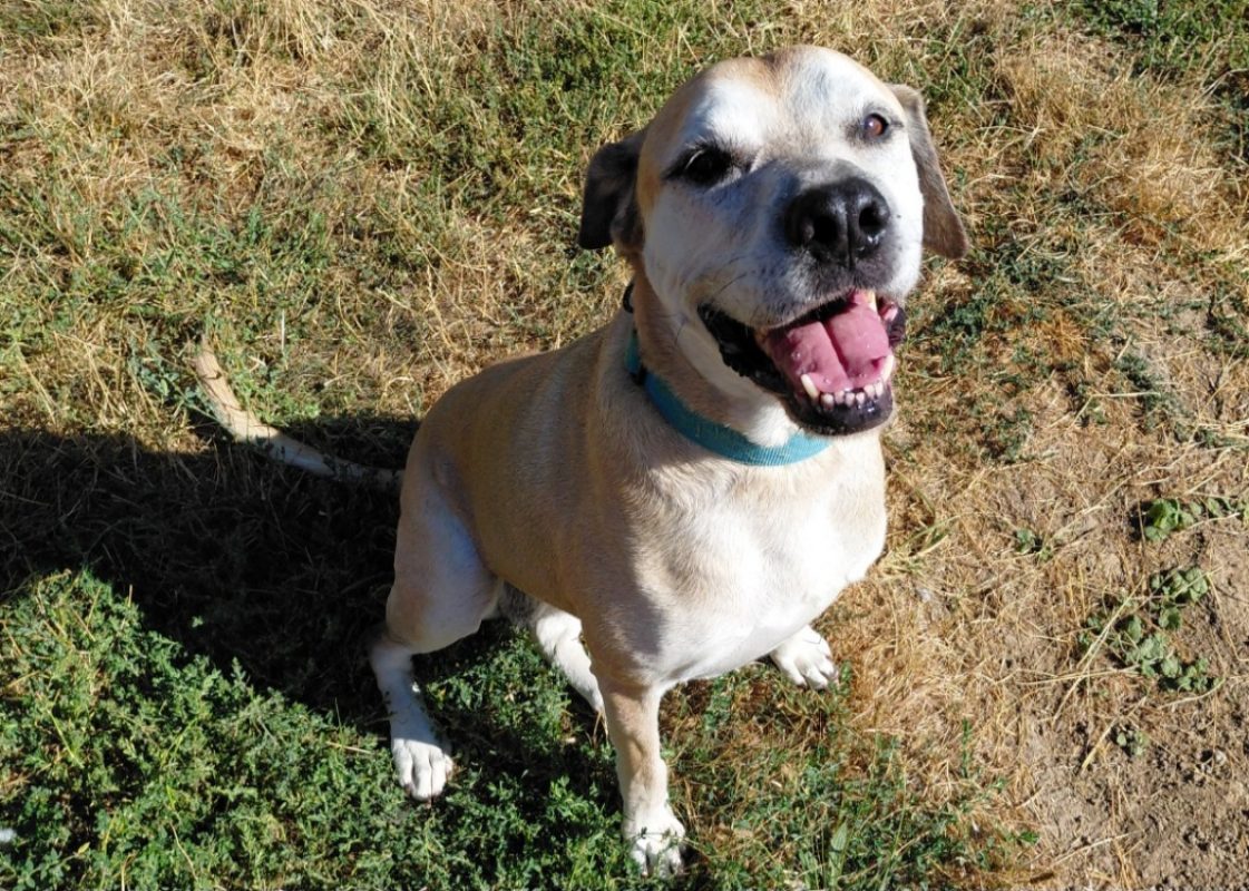 Milka - Chien à adopter