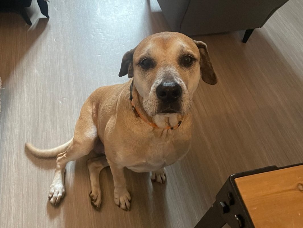 Milka - Chien à adopter - photo 2