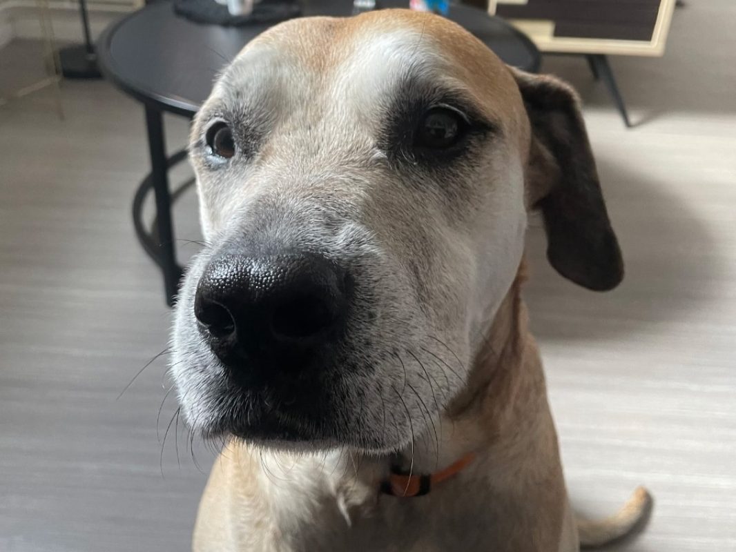 Milka - Chien à adopter - photo 4