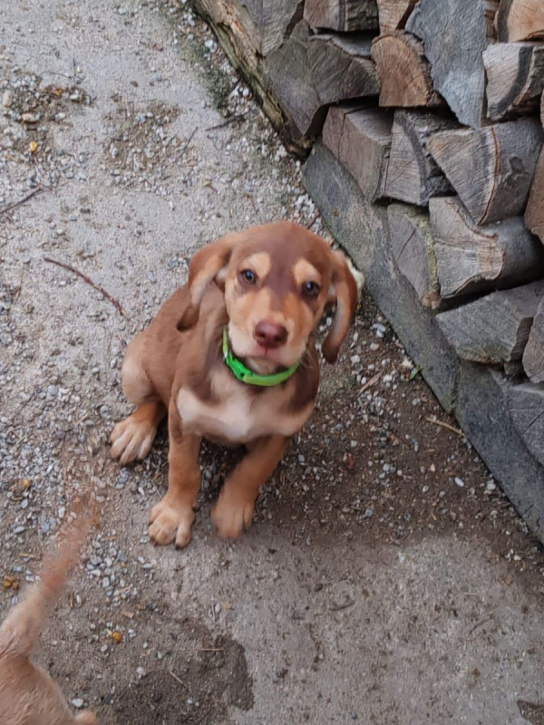Photo #2 de honey
