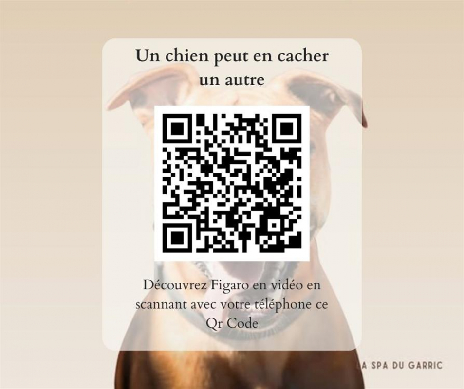 Photo #2 de Figaro dit boule