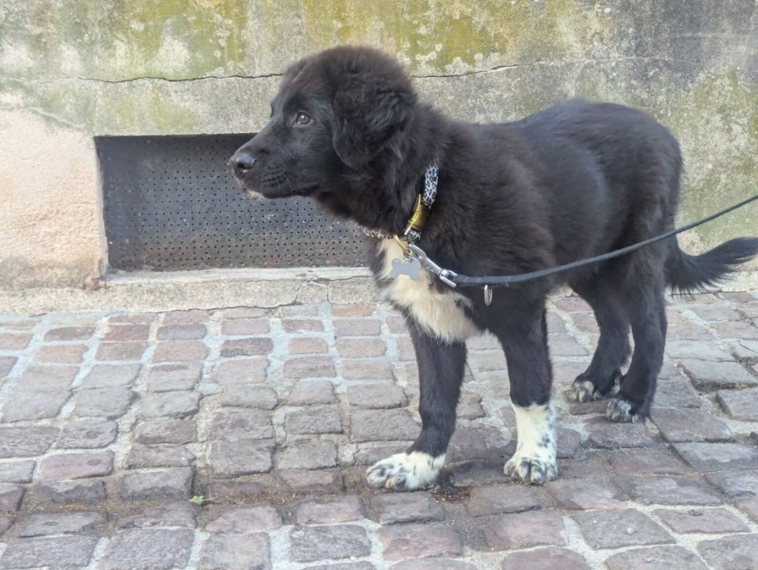 Photo #2 de dartagnan