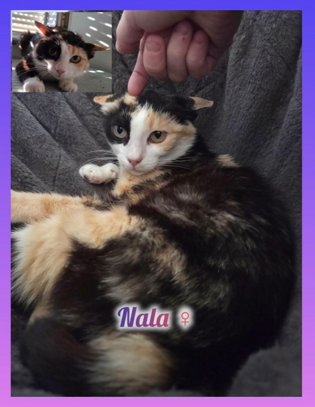 Photo de Nala